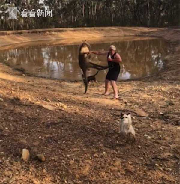 澳洲袋鼠脾气大谁都惹 飞起一脚就将健硕男子踢倒在地